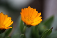 街の花