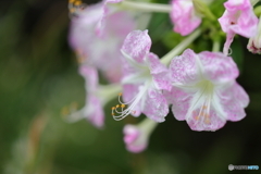 街の花