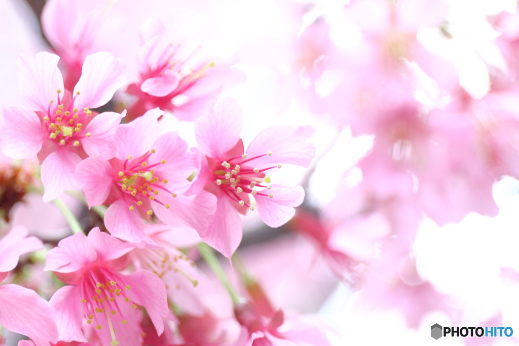 街の花