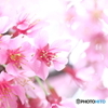 街の花
