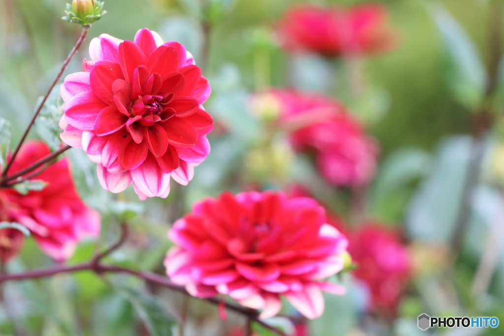 街の花