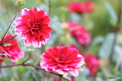街の花