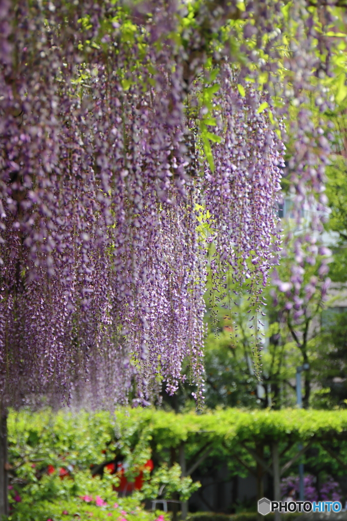 亀戸天神