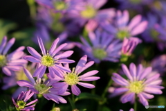 街の花
