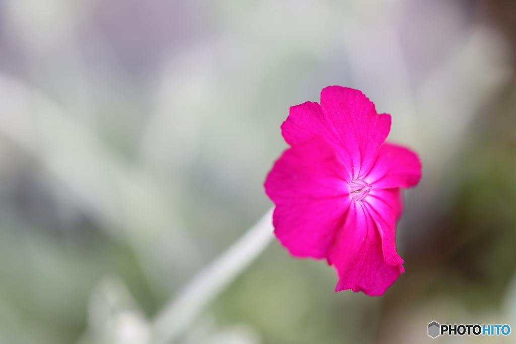 街の花