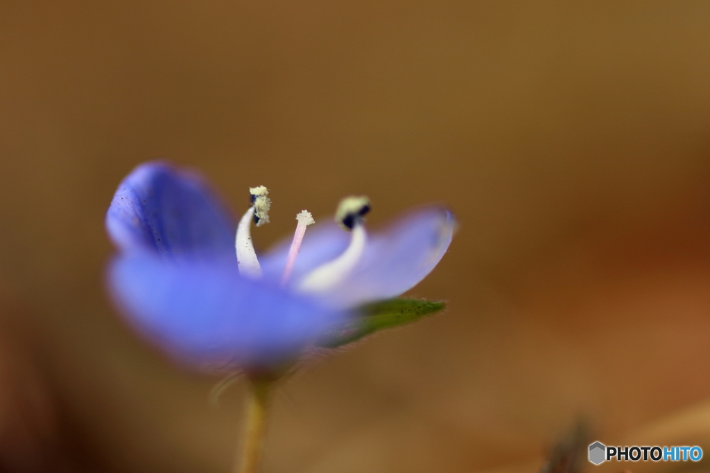 街の花