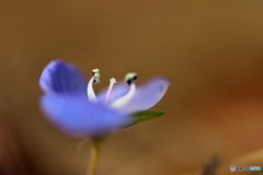 街の花