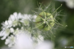 街の花