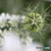 街の花