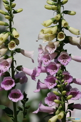 街の花