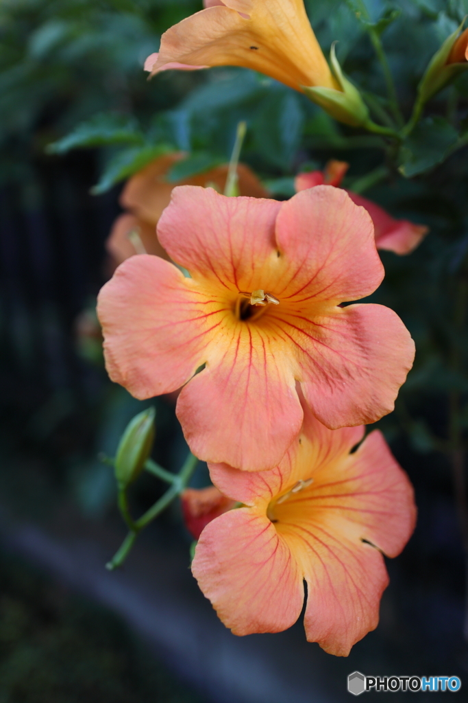 街の花