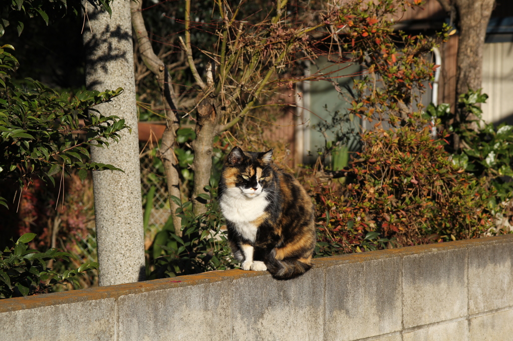 動物　猫３
