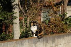 動物　猫３