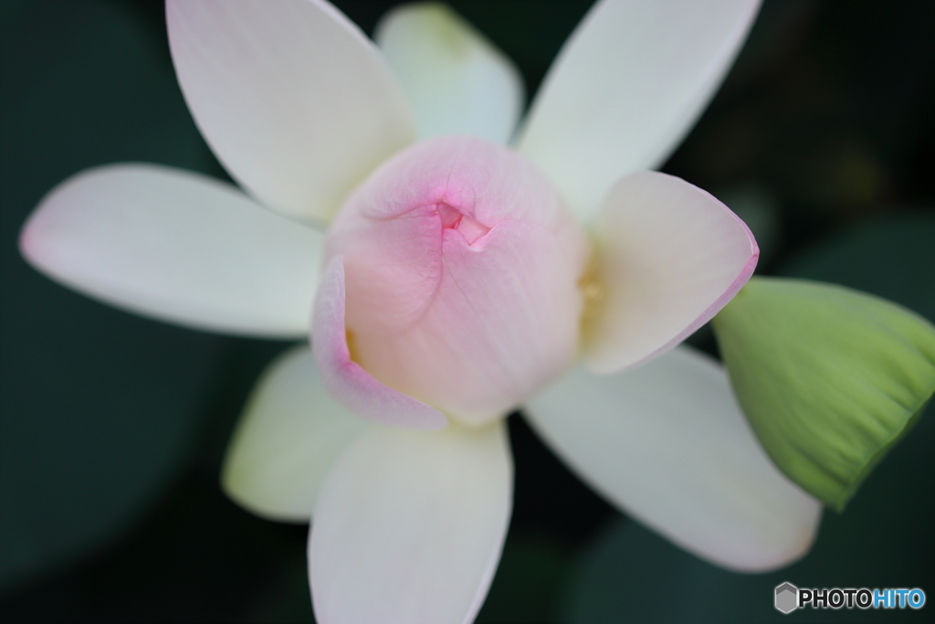 街の花