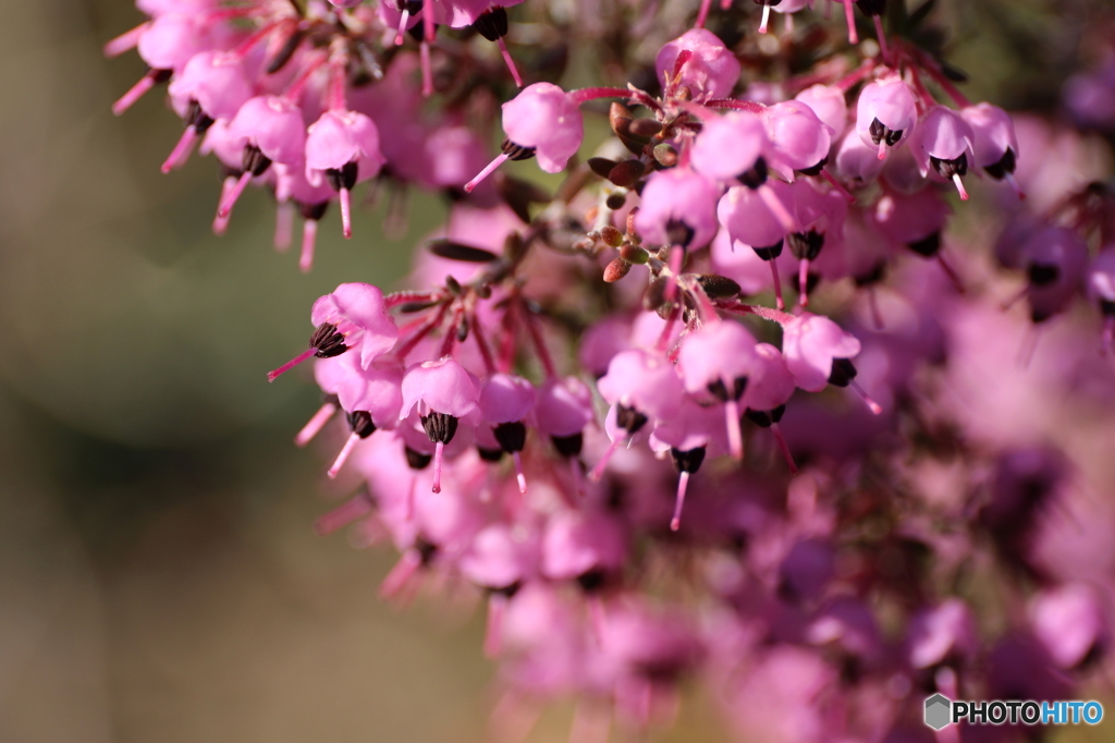 街の花