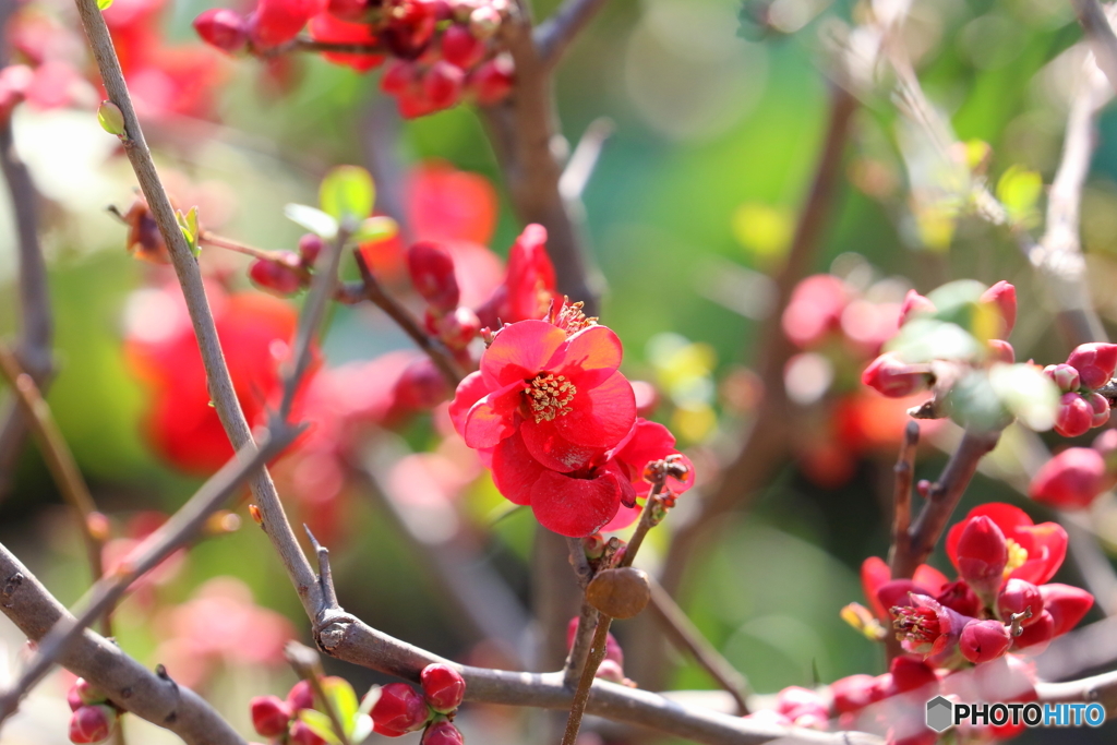街の花