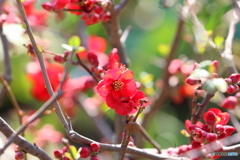 街の花