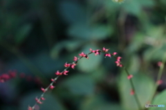 街の花