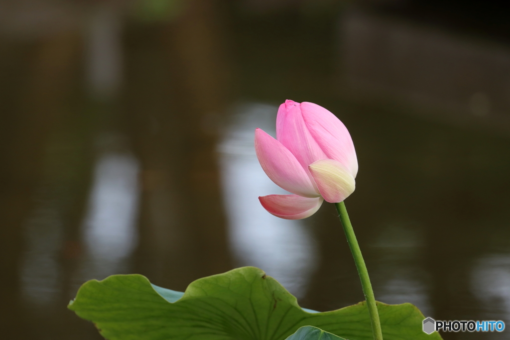 街の花