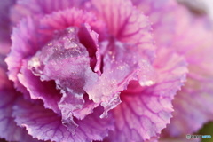 街の花