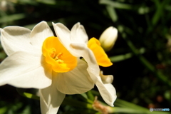 街の花