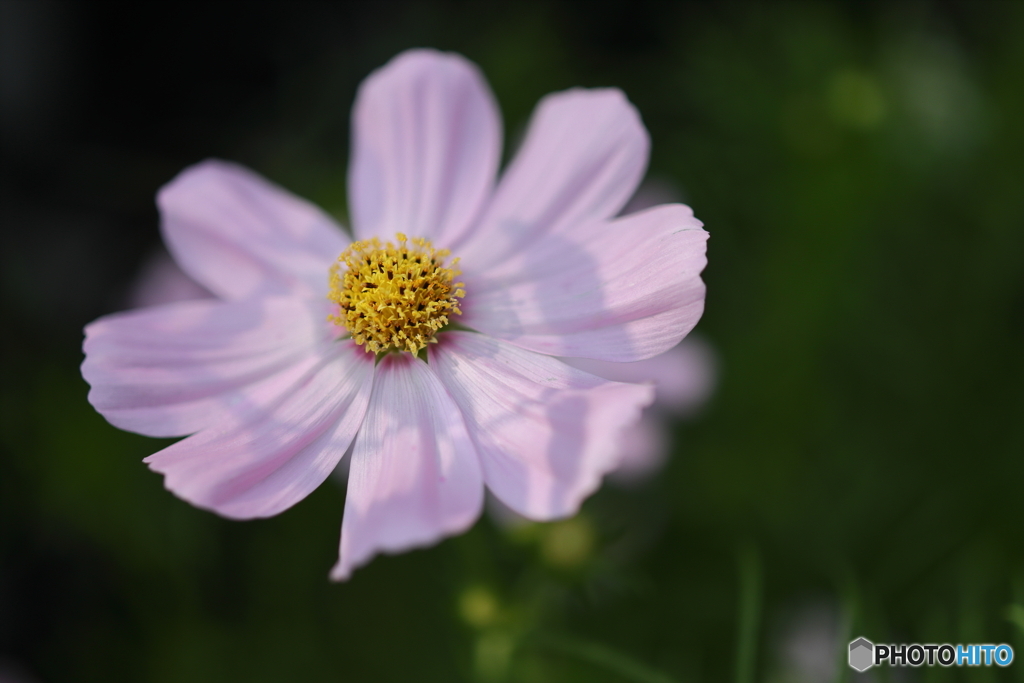 園の花