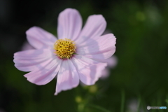 園の花