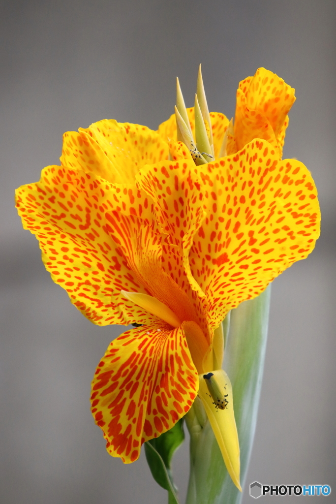 街の花