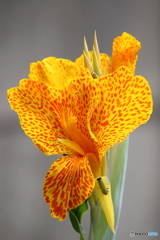 街の花