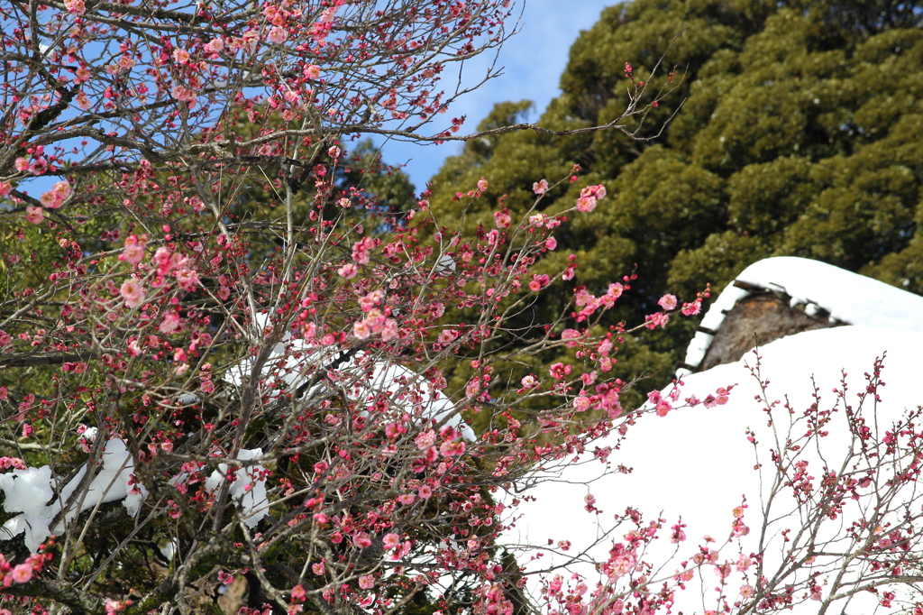 紅梅と蝋梅