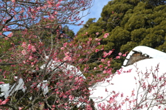 紅梅と蝋梅