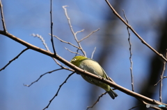 野鳥