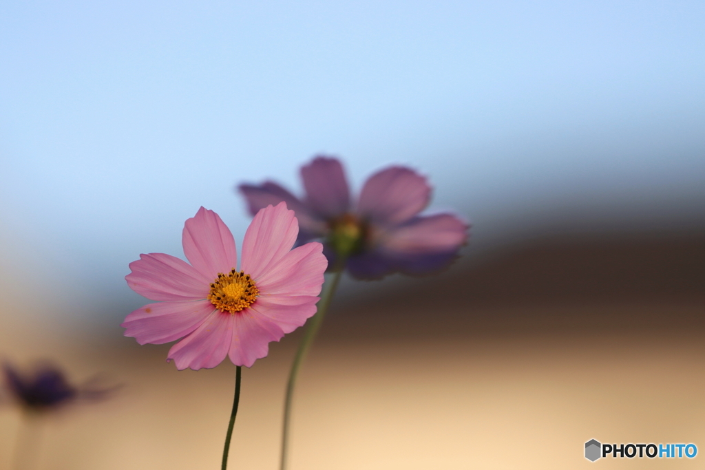 街の花