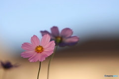 街の花