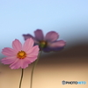 街の花