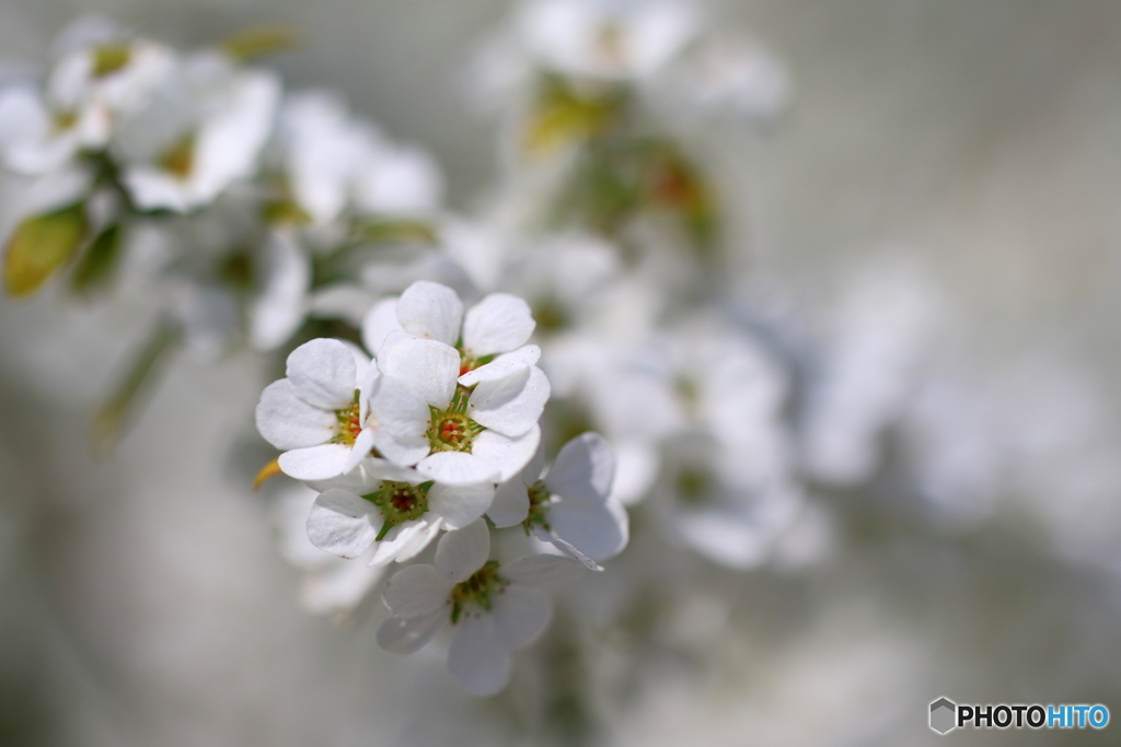 街の花