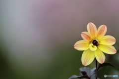 街の花
