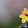 街の花