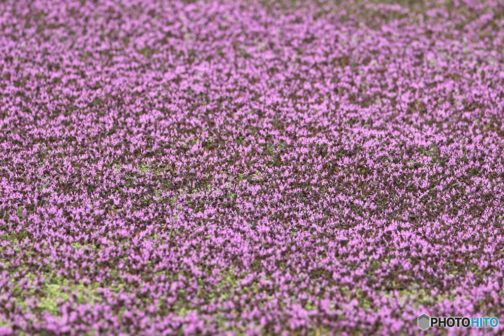 街の花