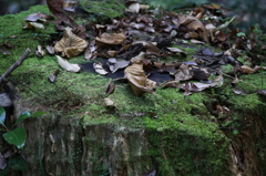 高尾山・切り株