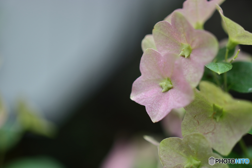 街の花