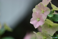 街の花