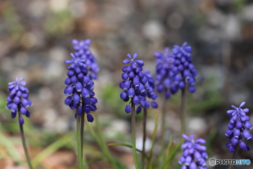 街の花