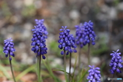 街の花