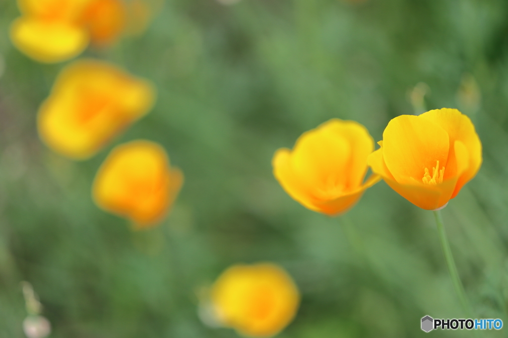 街の花