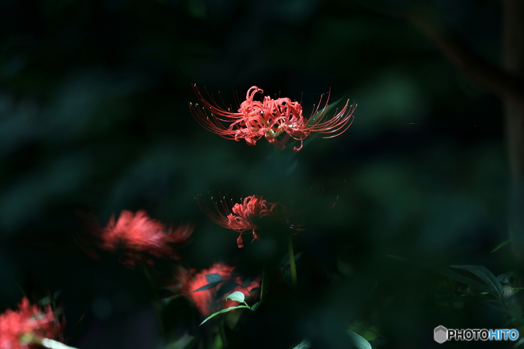 郷土の森