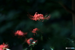 郷土の森