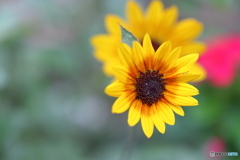 街の花