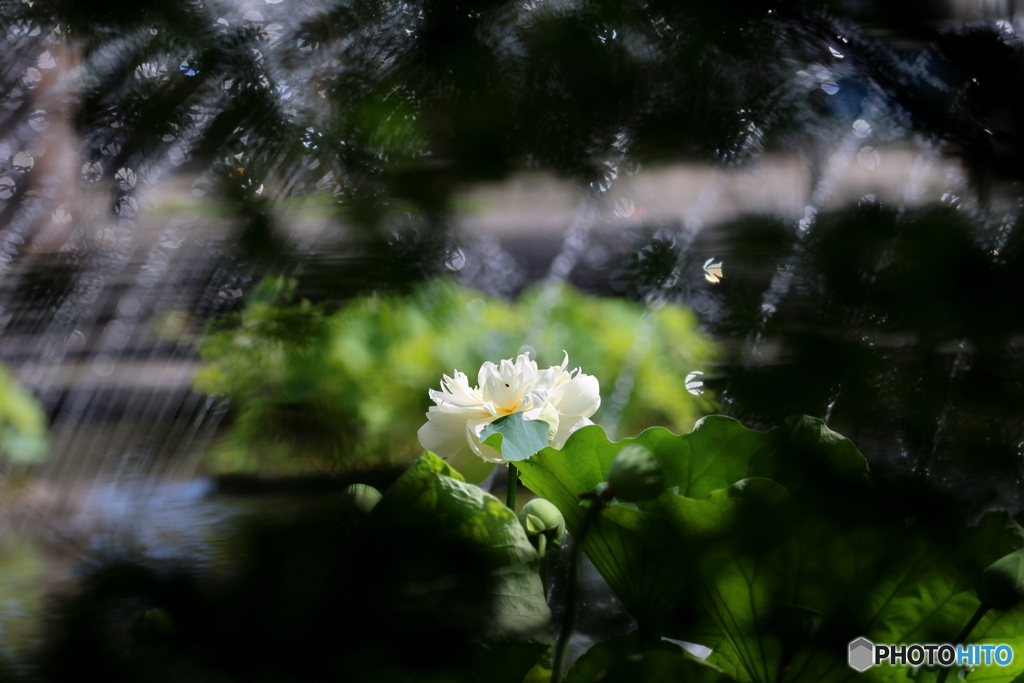 蓮池