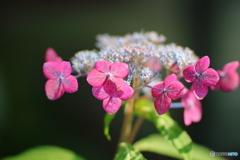 紫陽花